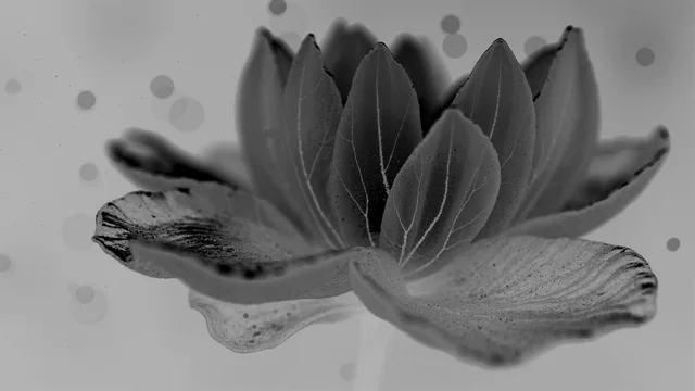 X Ray Flower 1