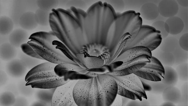 X Ray Flower 2