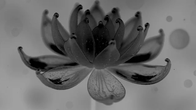 X Ray Flower 3