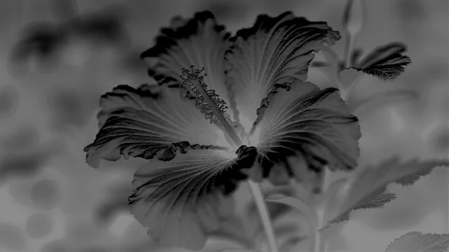 X Ray Flower 4